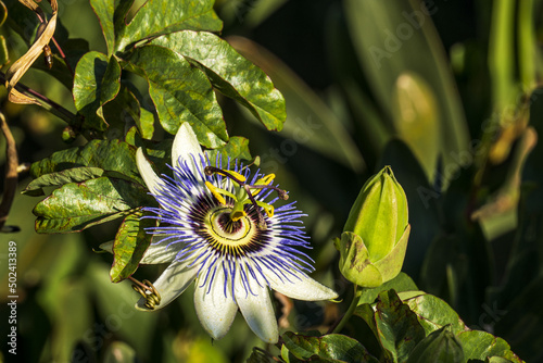 Selective focus shot of a passionflower in a sunny garden photo