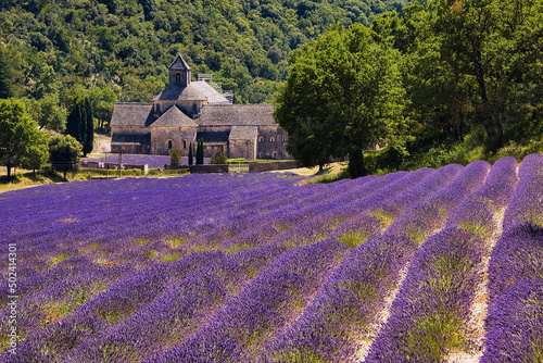 Lavender field in front of the Senanque monastery, France surrounded by green trees photo