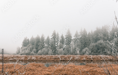 Beautiful view of the Frosty morning on Trees and Wetlands in Wilsonville with light sky photo