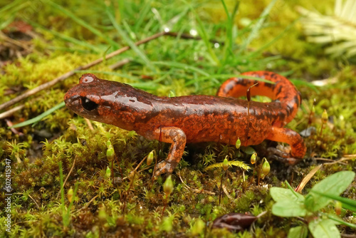 Closeup on a colorful red Ensatina eschscholtzii salamander from North California