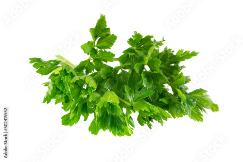 parsley leaves on a white isolated background