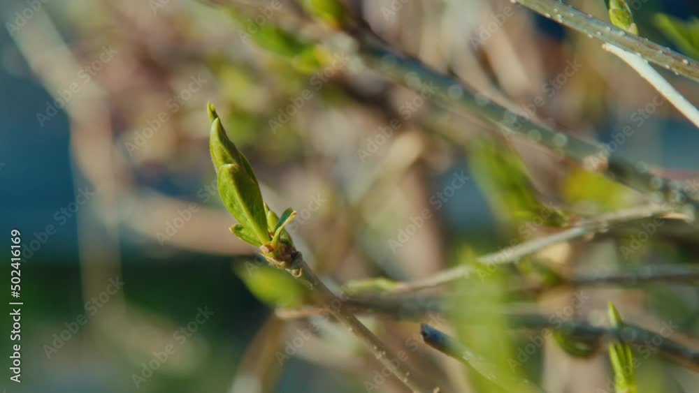 Fresh buds on a trees sway in the wind in the sunlight in the springtime Fresh buds on a trees sway in the wind in the sunlight in the springtime