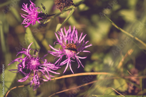 Selective focus shot of an Aglaya butterfly on a purple flower photo