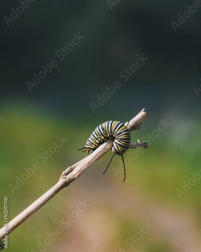 Foto Closeup of Caterpillar on a branch on a blurred background