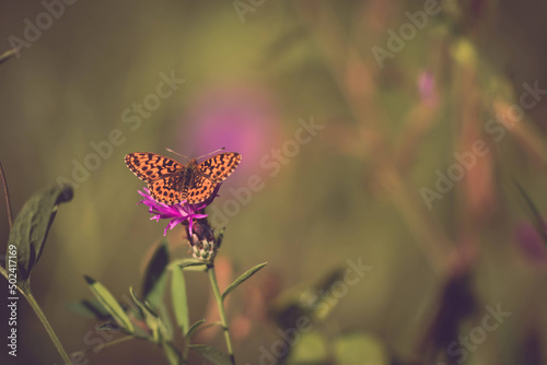 Selective focus shot of an Aglaya butterfly on a flower photo