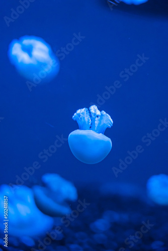 Vertical closeup of beautiful jellyfish on blue background. Catostylus mosaicus. photo