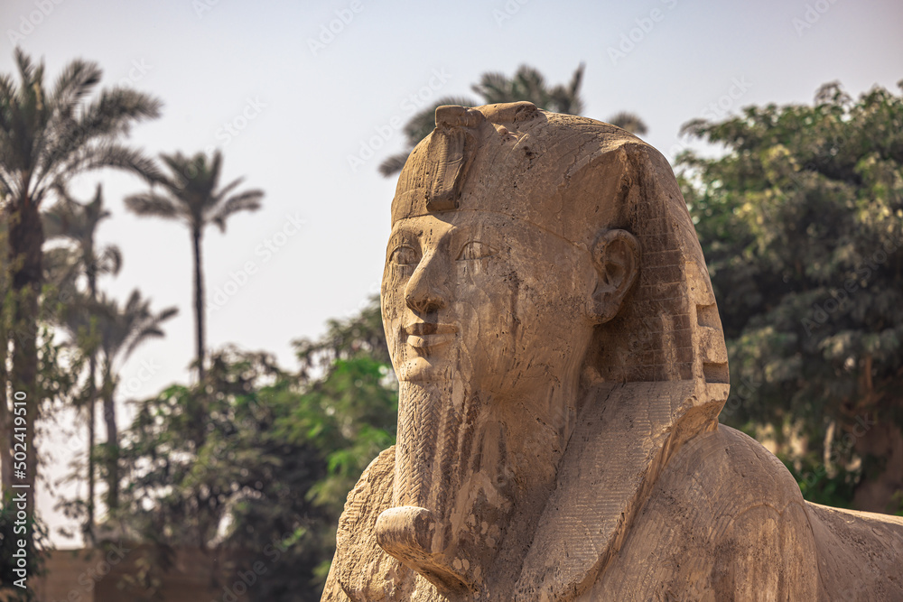 Memphis, Egypt -  November 14, 2021: Sphinx Statue of Queen Hatshepsut in the ancient city of Memphis, Egypt