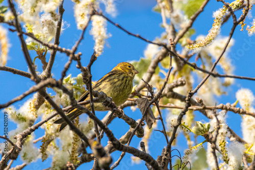 European Serin perched on a tree branch