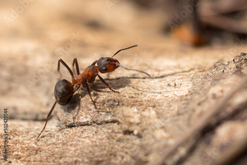 red ant close up © Maslov Dmitry