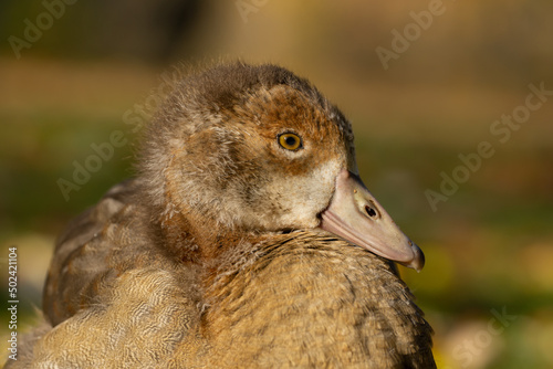 Closeup of the Egyptian gosling against the blurry background photo