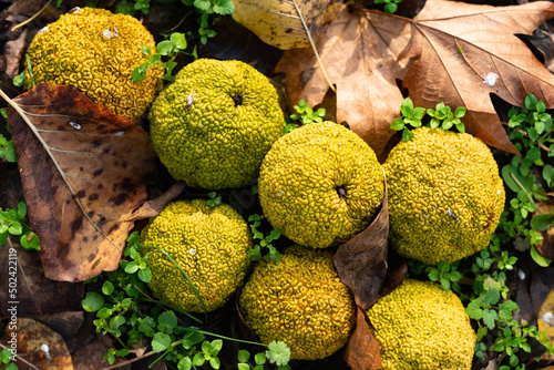 Closeup shot of Maclura pomifera in an autumn park photo