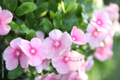Pink watercress flower blossoming macro closeup