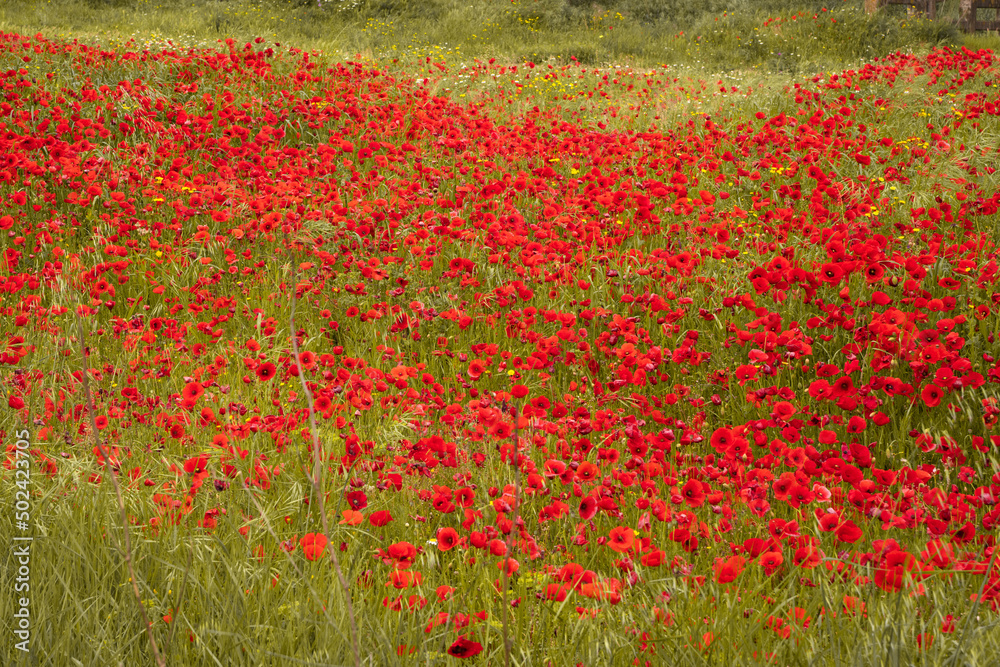 Beautiful field of red poppy flowers in a countryside meadow