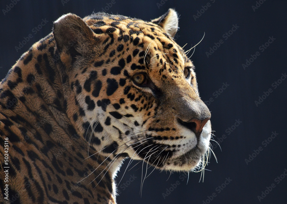 Fototapeta premium portrait of a jaguar