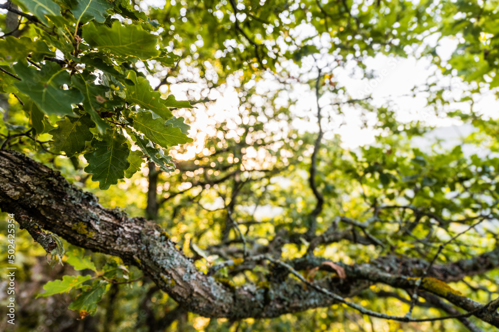 Feuilles et branchages de chênes pubescents, Molompize, Cantal, Auvergne-Rhône-Alpes, France