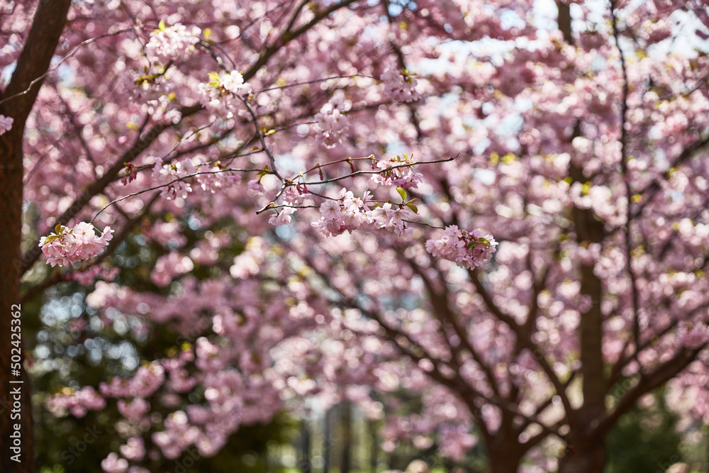 pink cherry blossoms in the garden of trees pink cherry blossoms in the garden of trees
