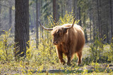Photo of a bos taurus taurus in a forest in Scottish highland