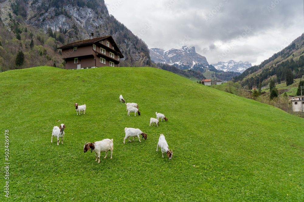 In der Schweiz Berner Oberland