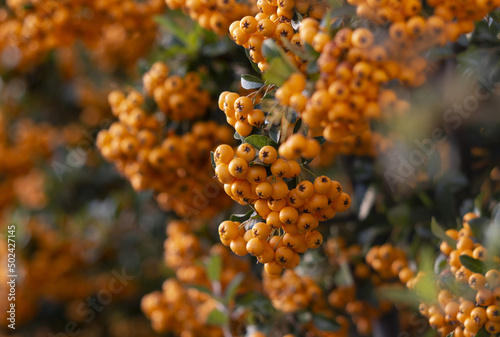 Shallow focus selective shot of pyracantha coccinea, yellow berries on tree branches photo