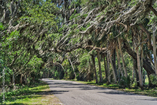 Roadway through the Myakka River State Park, Florida, USA photo
