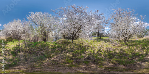 full seamless spherical hdri 360 panorama view in cherry blooming garden with in equirectangular projection, VR content