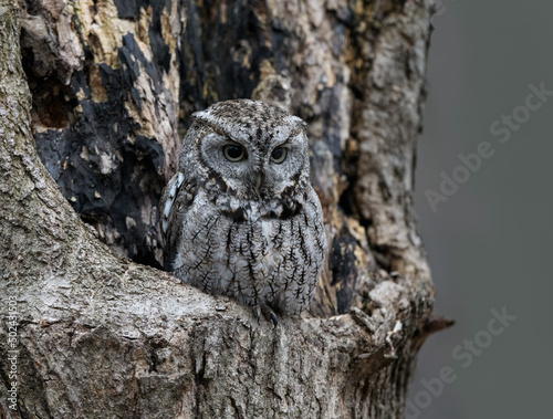Eastern Screech Owl  Sitting in a Tree Hole in Early Spring, Portrait