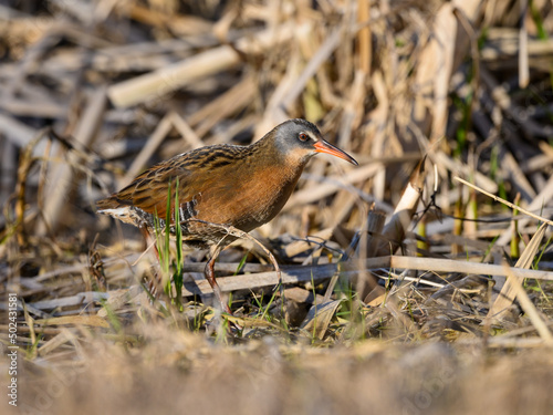 Virginia Rail Closeup Portrait in Spring