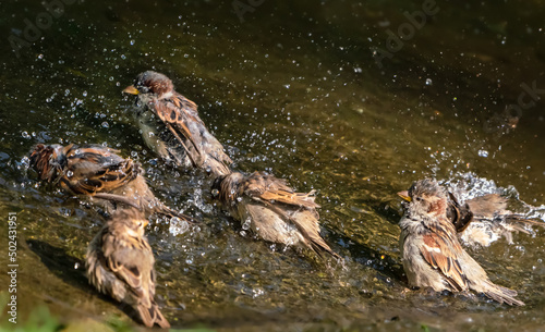 bathing sparrows in a puddle of water, water splashes arounds the birds, fun during the feather cleaning, symbol for joy of life in the wellness spa, beautiful wildlife