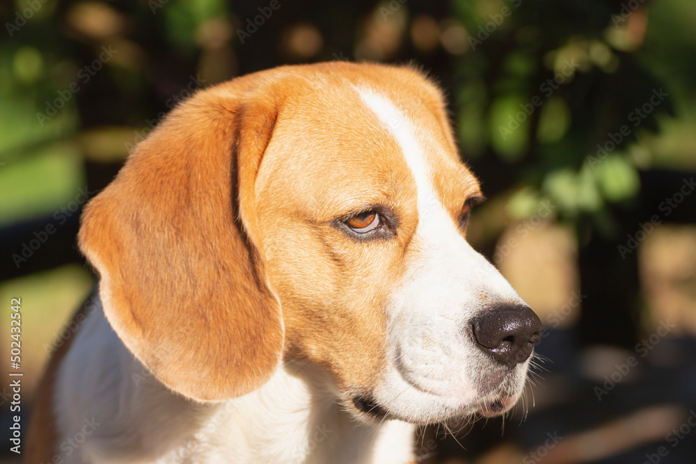 Closeup, portrait of a young Beagle dog looking attentively, illuminated by sunlight.