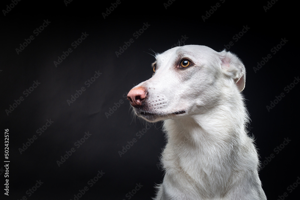 Portrait of a white dog, on an isolated black background. Portrait of a white dog, on an isolated black background.