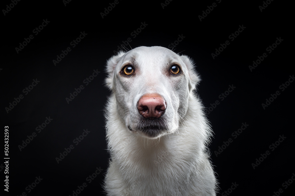 Portrait of a white dog, on an isolated black background. Portrait of a white dog, on an isolated black background.
