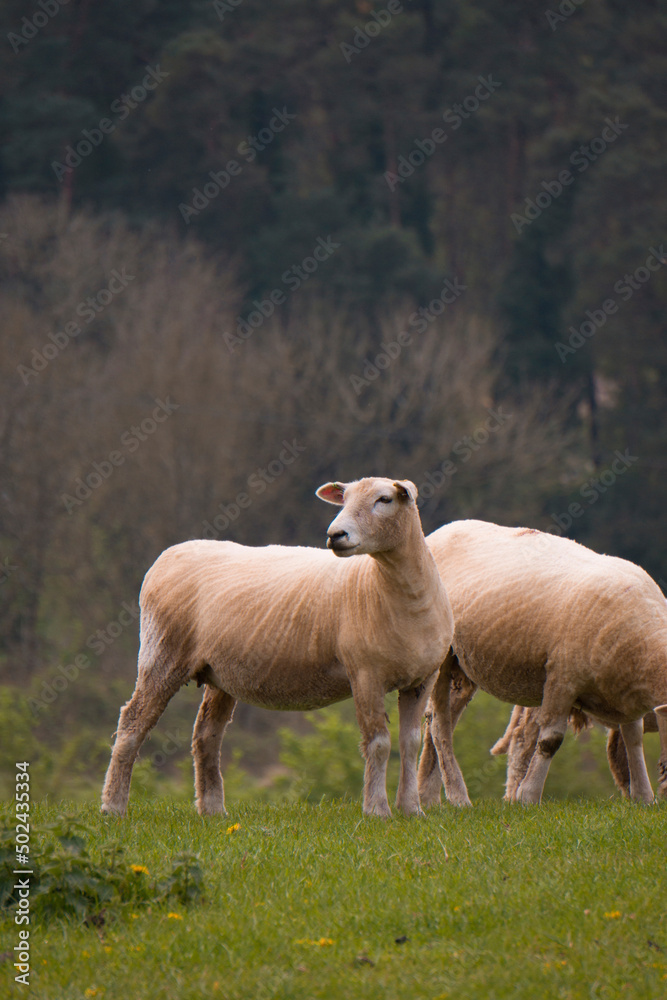 Sheep grazing in the British countryside.