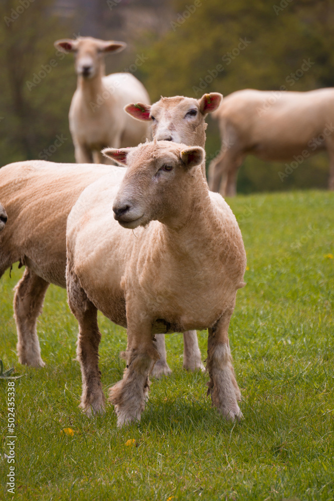 Sheep grazing in the British countryside. Sheep grazing in the British countryside.