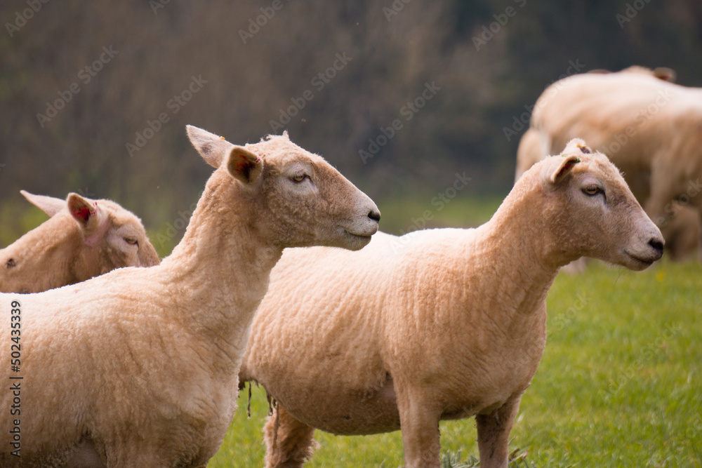 Obraz premium Sheep grazing in the British countryside.
