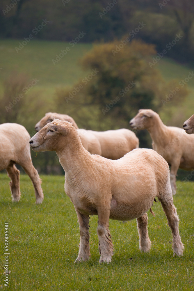 Sheep grazing in the British countryside. Sheep grazing in the British countryside.