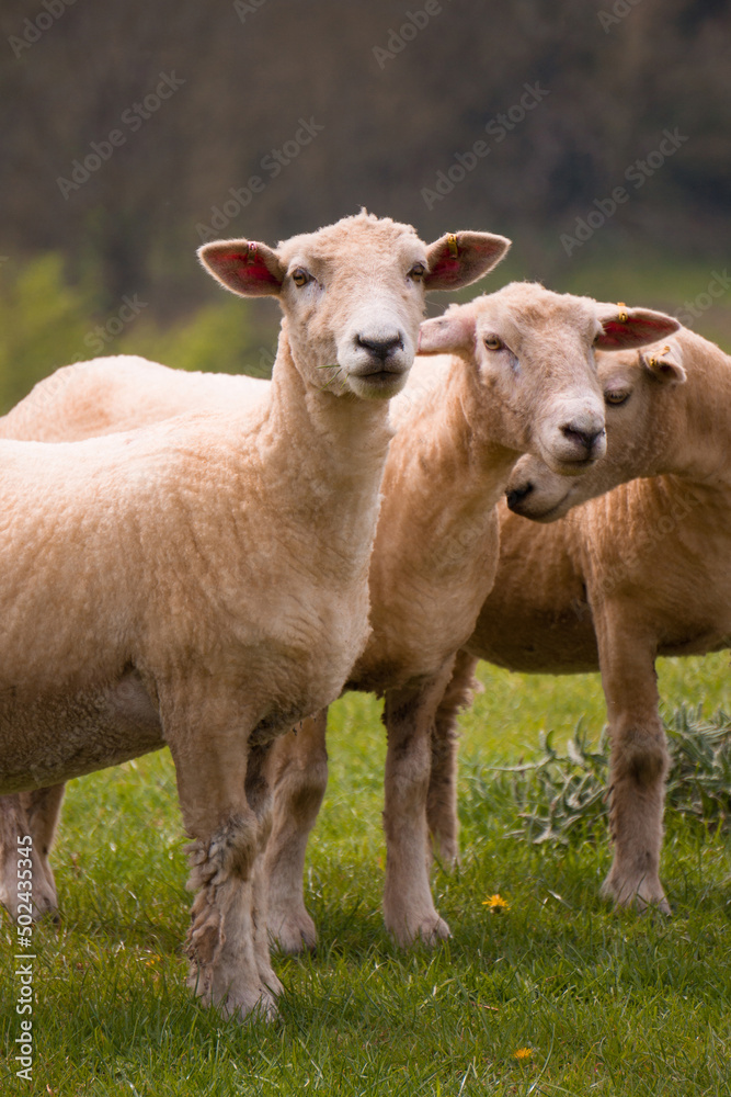 Sheep grazing in the British countryside.