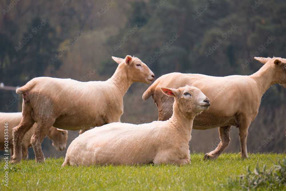 Obraz premium Sheep grazing in the British countryside.