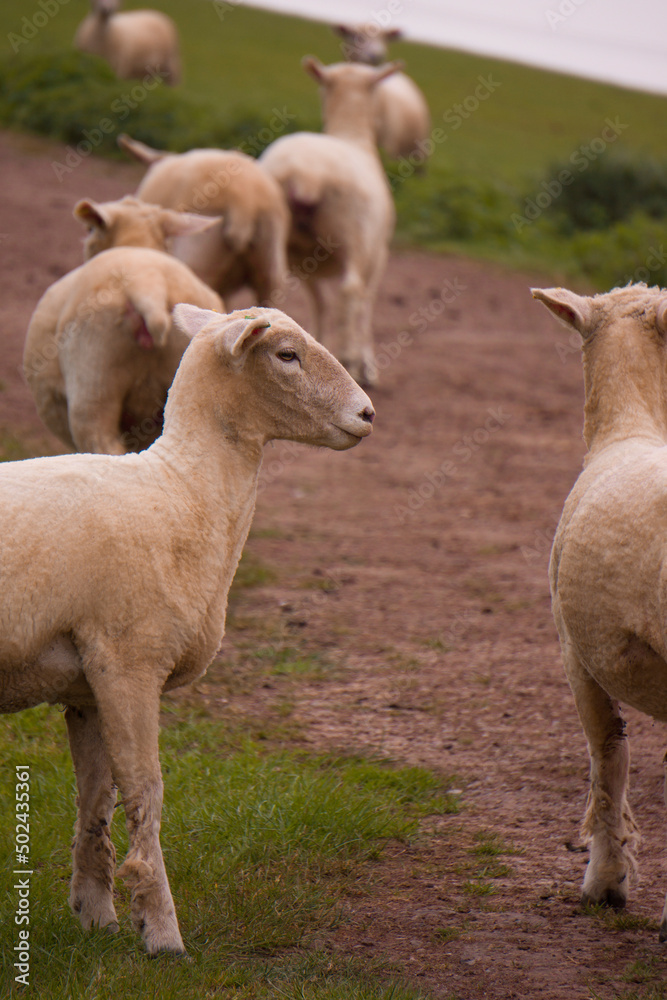 Sheep grazing in the British countryside. Sheep grazing in the British countryside.