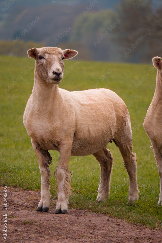 Fototapeta premium Sheep grazing in the British countryside.