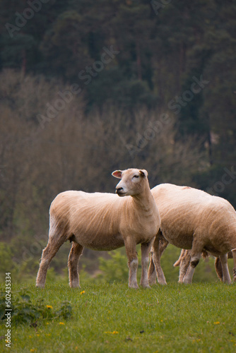 Sheep grazing in the British countryside.