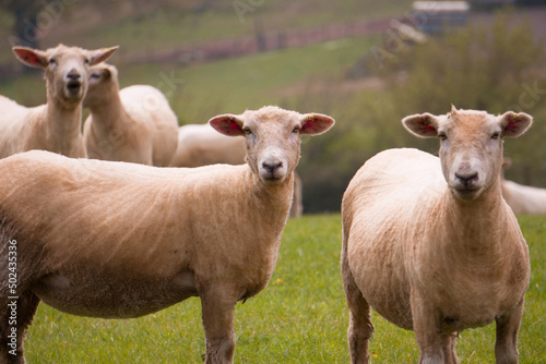 Sheep grazing in the British countryside. © Bastetamon