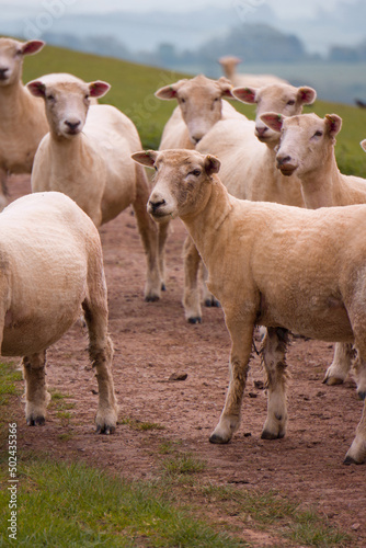 Sheep grazing in the British countryside.