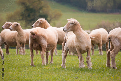 Fototapeta Naklejka Na Ścianę i Meble -  Sheep grazing in the British countryside.
