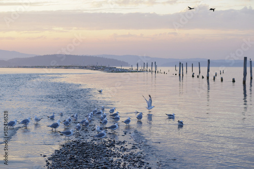 Gulls on Sidney Spit at sunset, Gulf Islands National Park Reserve of Canada. © Kevin Oke1/Wirestock Creators