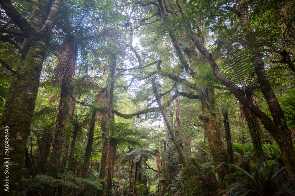 Obraz premium New Zealand forest