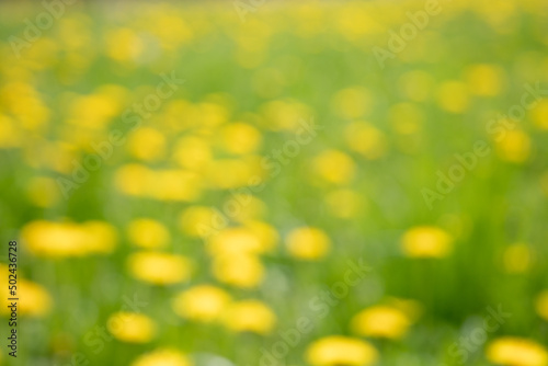 yellow flowers background soft focus