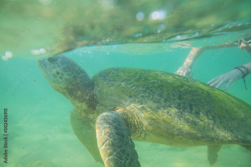 Obraz premium Turtle and boy