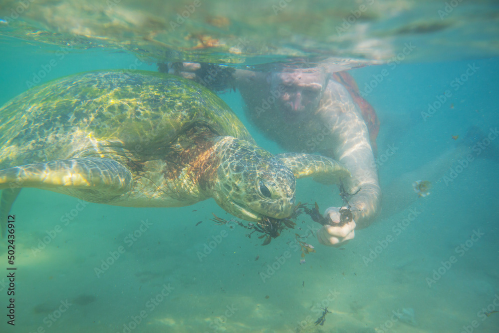 Obraz premium Turtle and boy