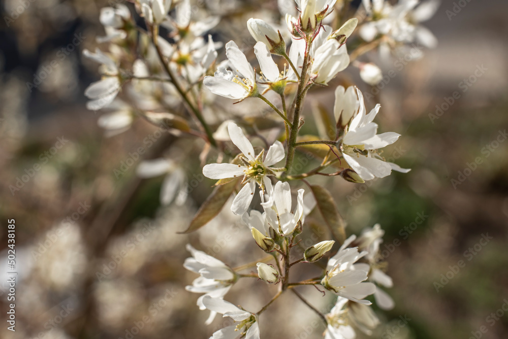 the white blossoms of an amelanchier in springtime