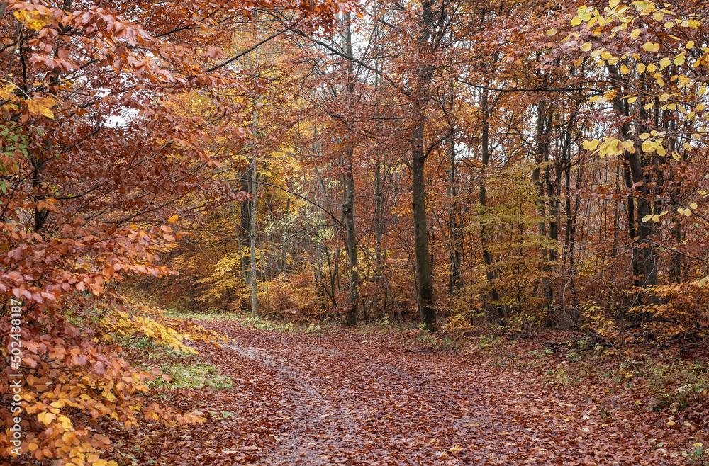 a footpath in a forest covered with fallen leaves